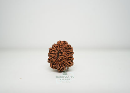 11 Mukhi Nepali Rudraksha - 1101