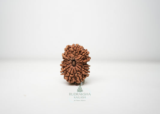11 Mukhi Nepali Rudraksha - 1103