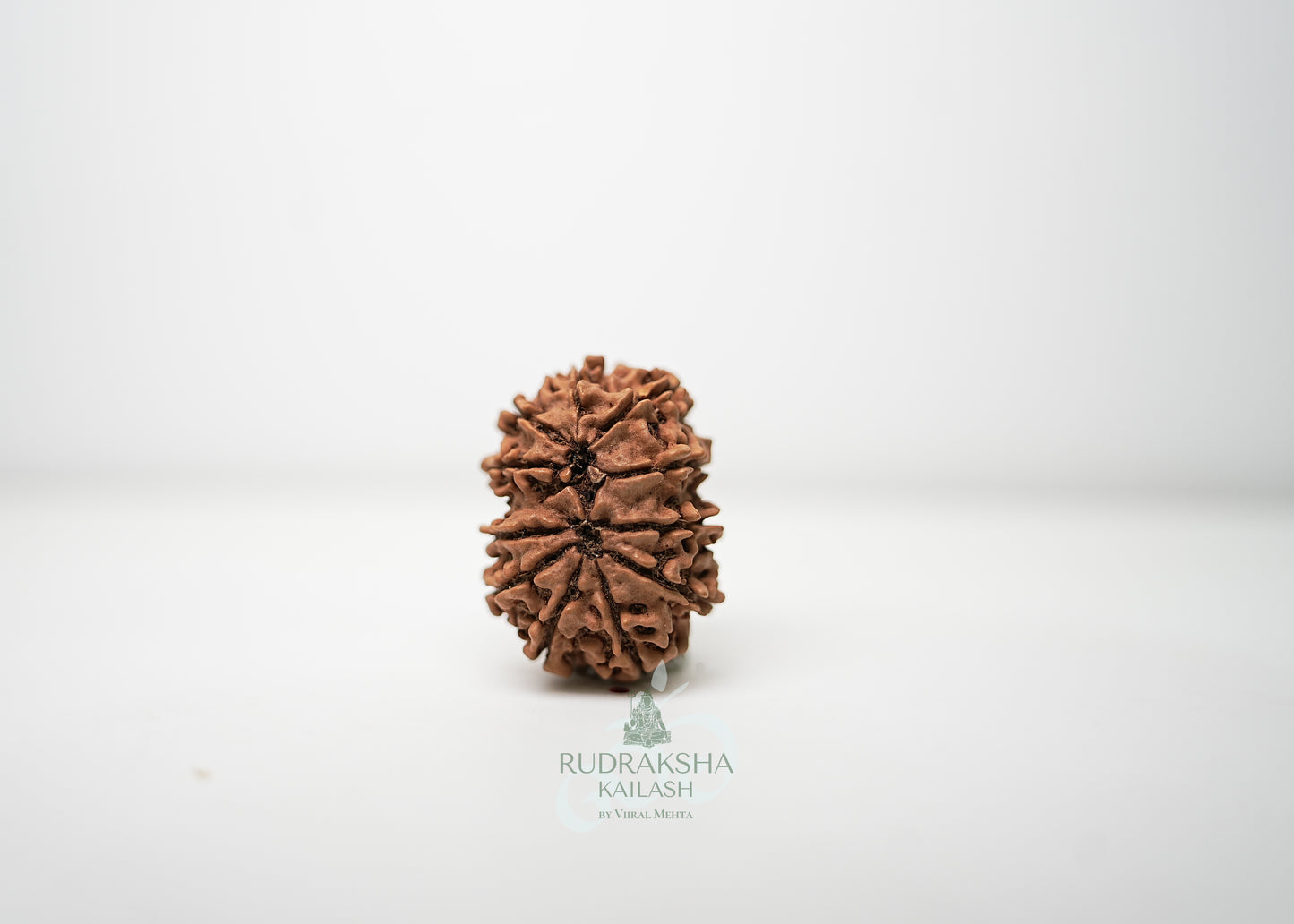 11 Mukhi Nepali Rudraksha - 1103