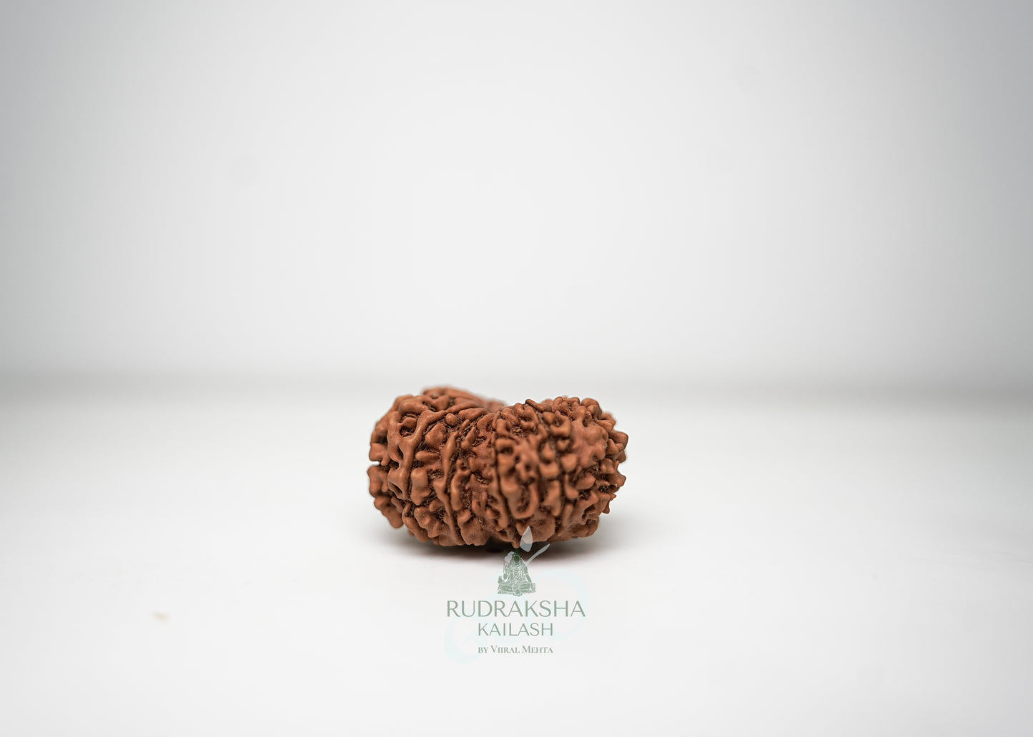 11 Mukhi Nepali Rudraksha - 1103