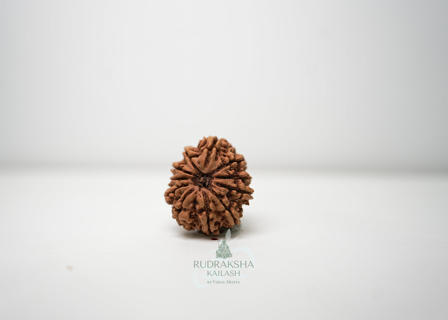 11 Mukhi Nepali Rudraksha - 1102