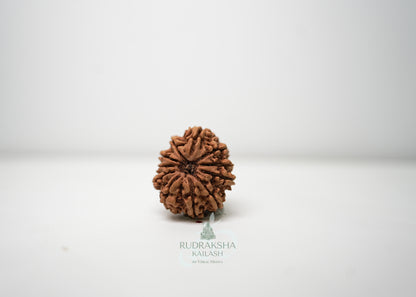 11 Mukhi Nepali Rudraksha - 1102