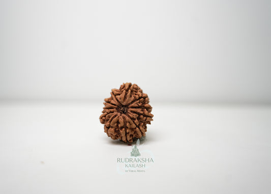 11 Mukhi Nepali Rudraksha - 1102