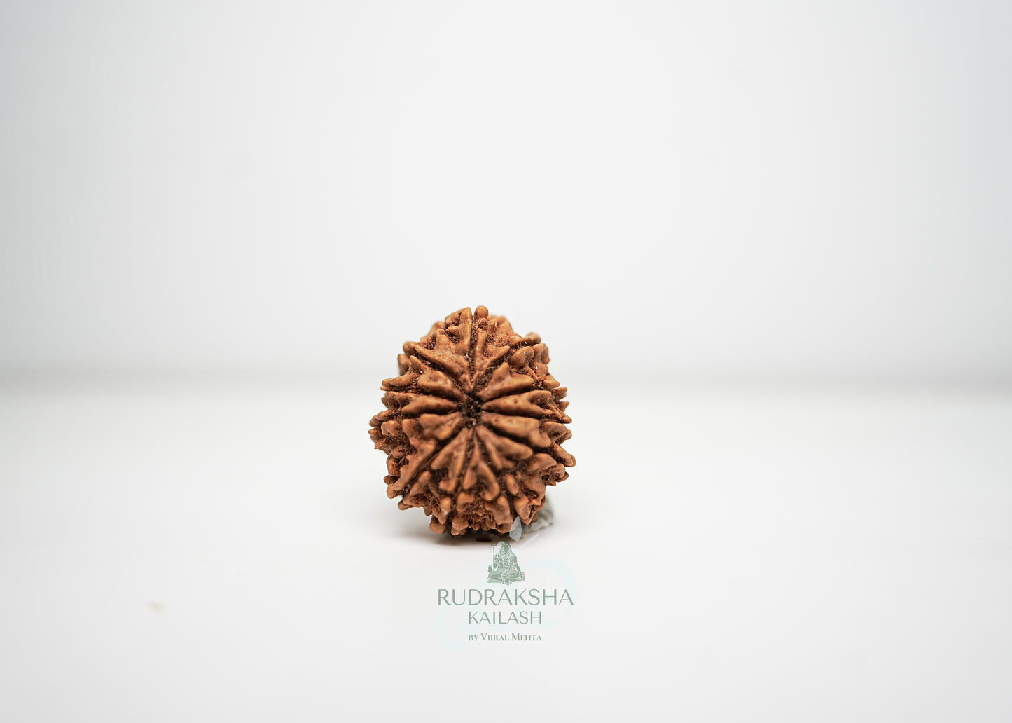 11 Mukhi Nepali Rudraksha - 1102