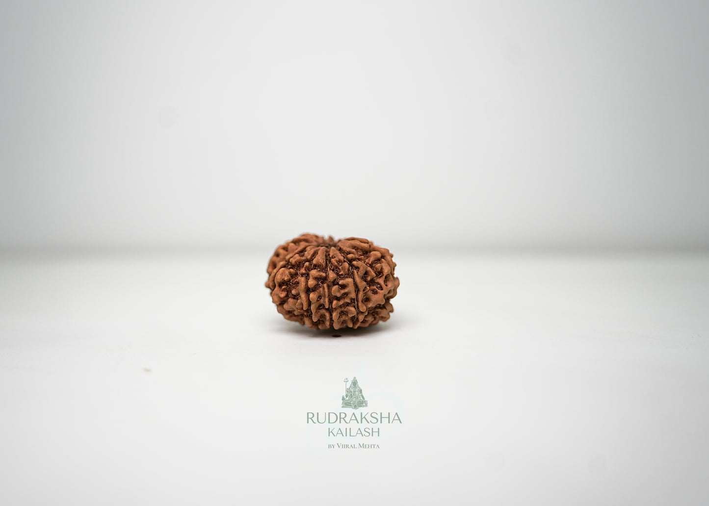 11 Mukhi Nepali Rudraksha - 1102