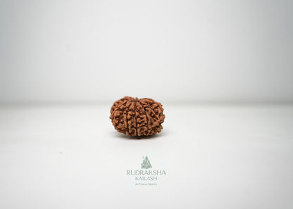 11 Mukhi Nepali Rudraksha - 1102