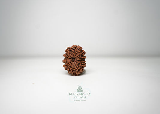 11 Mukhi Nepali Rudraksha - 1105