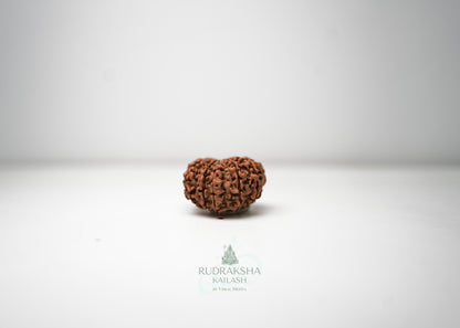 11 Mukhi Nepali Rudraksha - 1105
