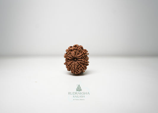 11 Mukhi Nepali Rudraksha - 1106