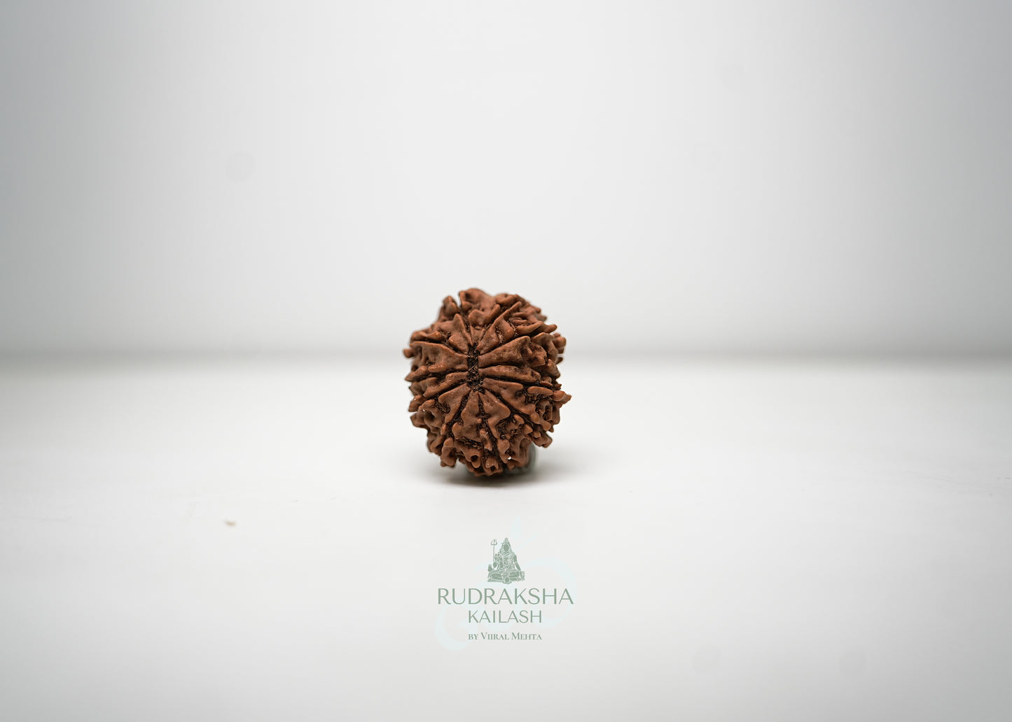 11 Mukhi Nepali Rudraksha - 1106