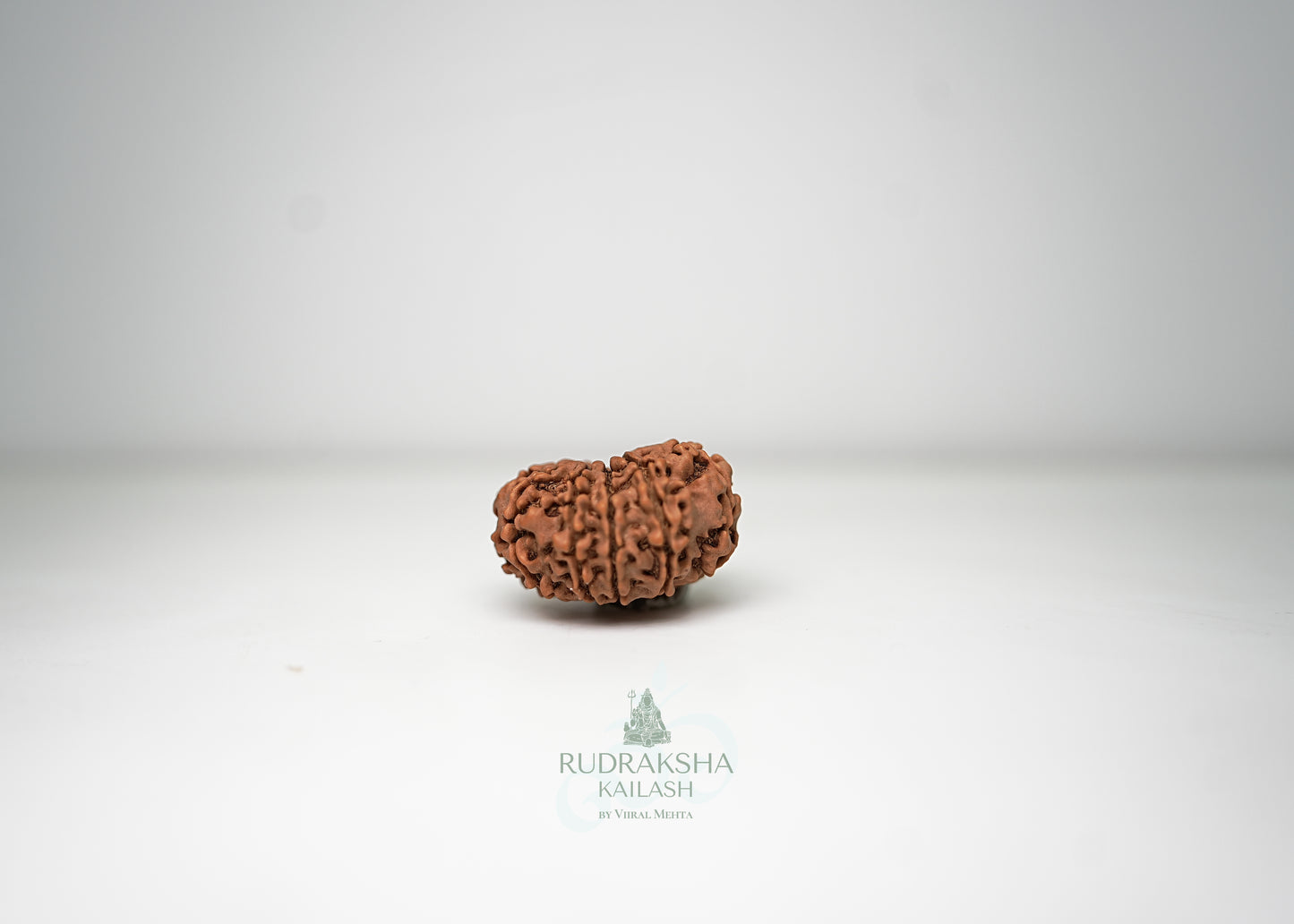 11 Mukhi Nepali Rudraksha - 1106