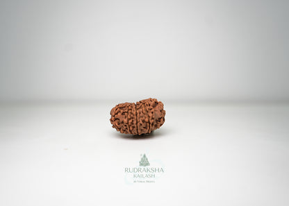 11 Mukhi Nepali Rudraksha - 1106