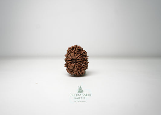 11 Mukhi Nepali Rudraksha - 1107