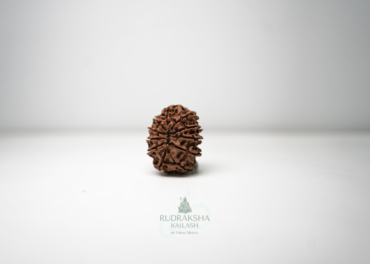 11 Mukhi Nepali Rudraksha - 1107