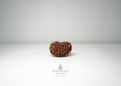 11 Mukhi Nepali Rudraksha - 1107