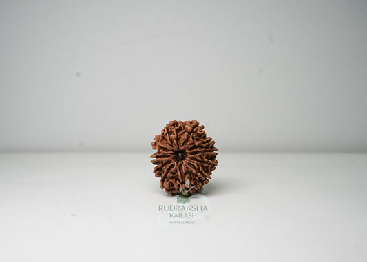 11 Mukhi Nepali Rudraksha - 1108