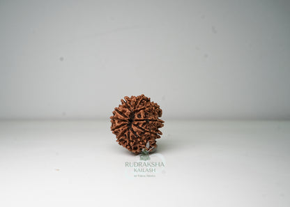 11 Mukhi Nepali Rudraksha - 1108