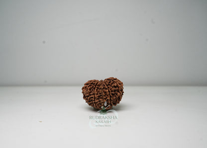 11 Mukhi Nepali Rudraksha - 1108