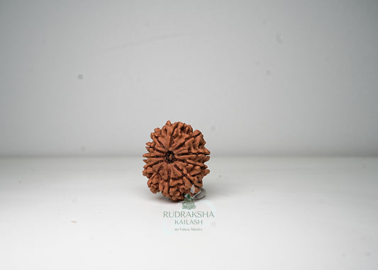 11 Mukhi Nepali Rudraksha - 1109