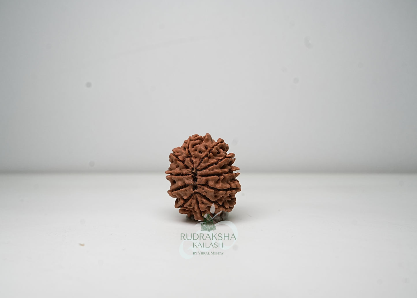 11 Mukhi Nepali Rudraksha - 1109