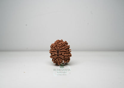 11 Mukhi Nepali Rudraksha - 1109