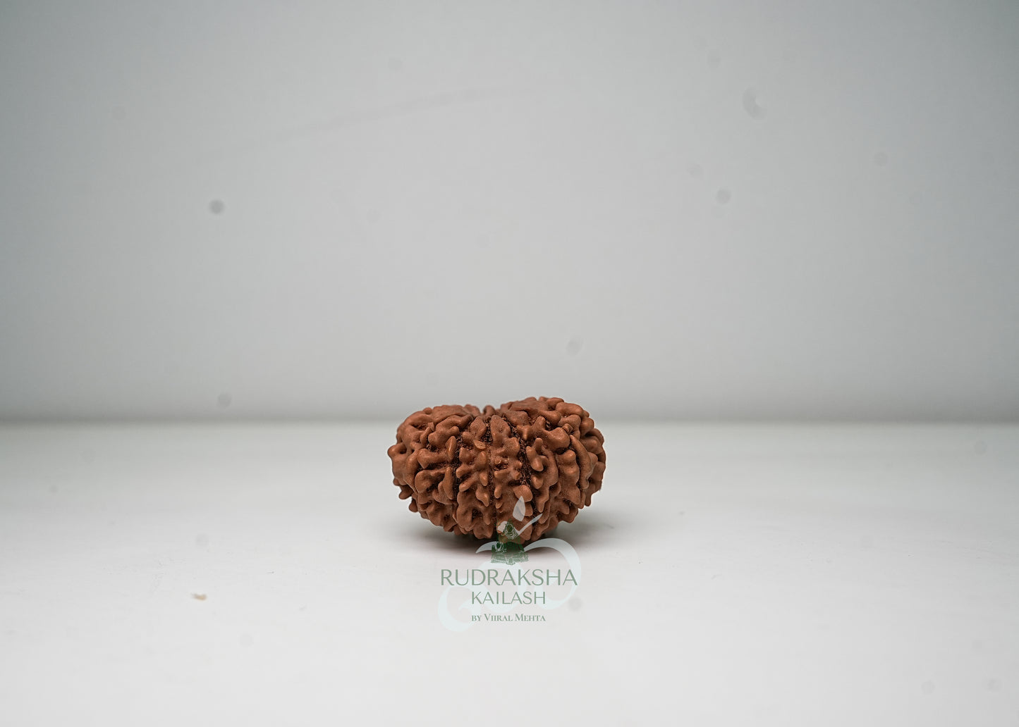 11 Mukhi Nepali Rudraksha - 1109