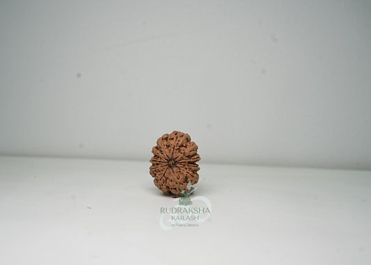 11 Mukhi Nepali Rudraksha - 1110