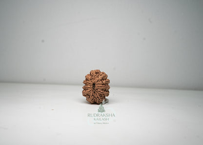 11 Mukhi Nepali Rudraksha - 1110