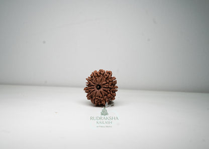 11 Mukhi Nepali Rudraksha - 1111