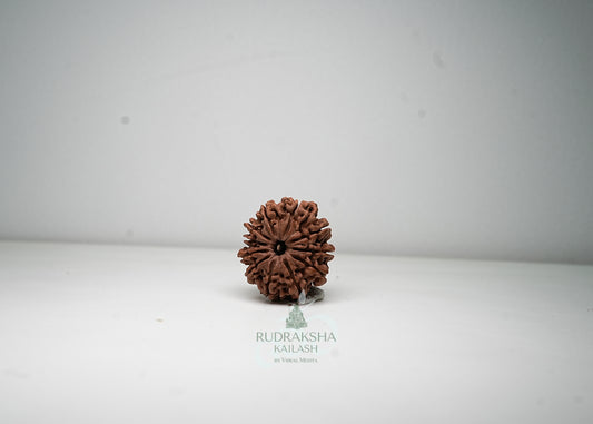 11 Mukhi Nepali Rudraksha - 1111