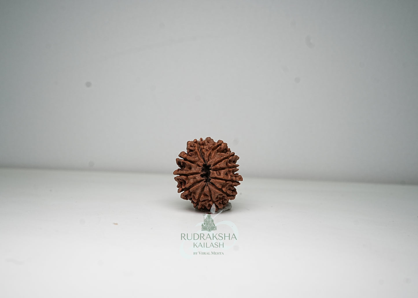11 Mukhi Nepali Rudraksha - 1111