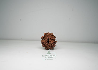 11 Mukhi Nepali Rudraksha - 1111