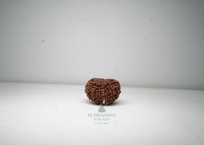 11 Mukhi Nepali Rudraksha - 1111