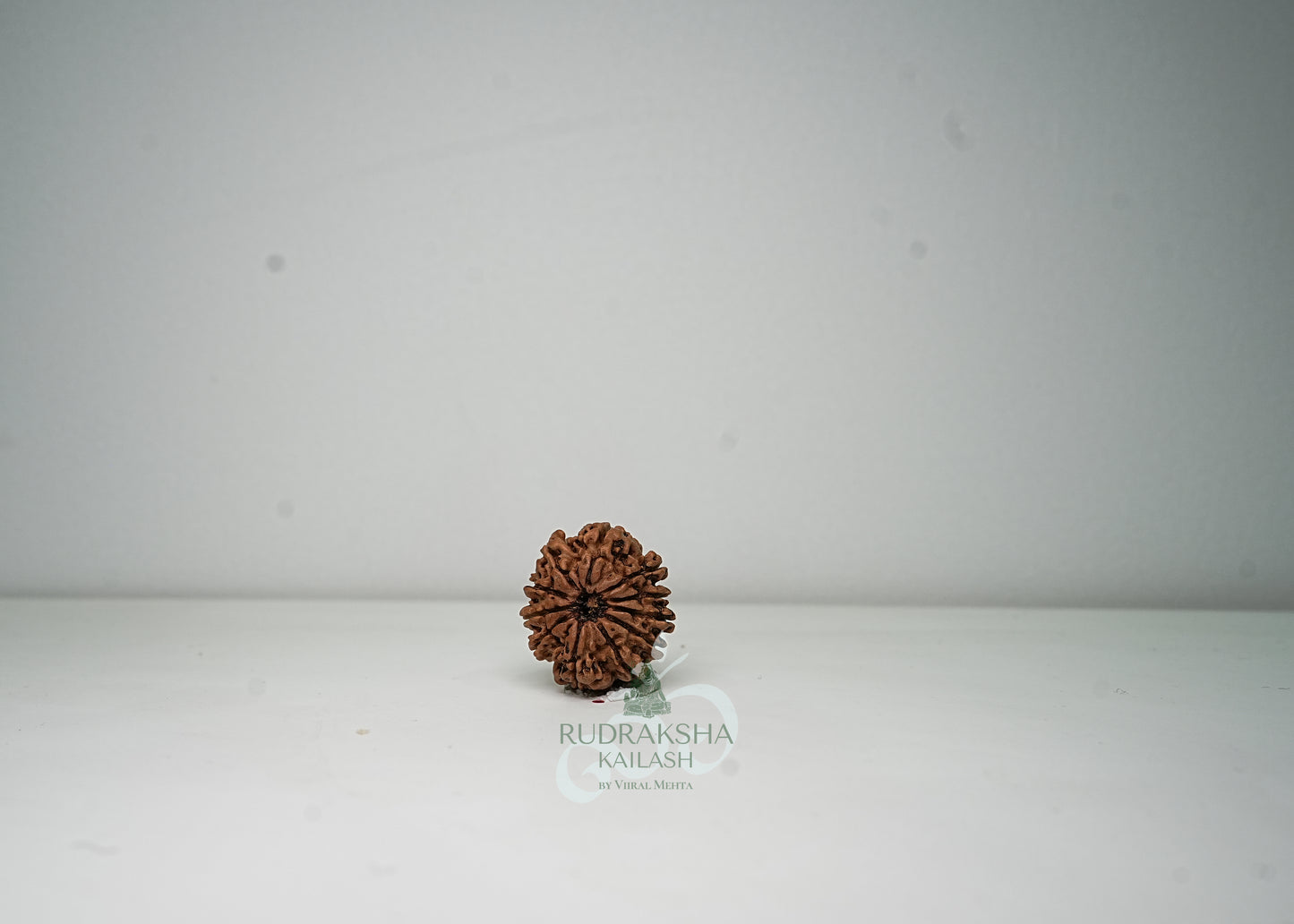 11 Mukhi Nepali Rudraksha - 1112