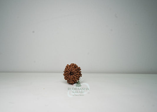 11 Mukhi Nepali Rudraksha - 1112
