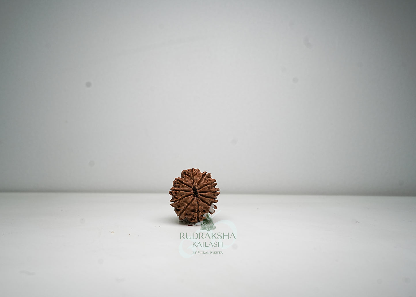 11 Mukhi Nepali Rudraksha - 1112