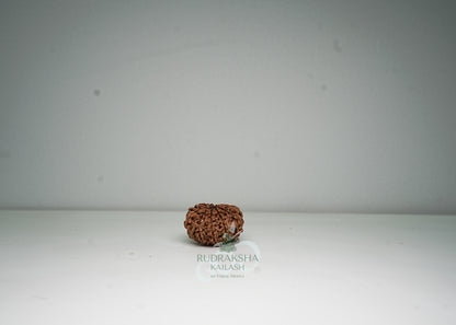11 Mukhi Nepali Rudraksha - 1112