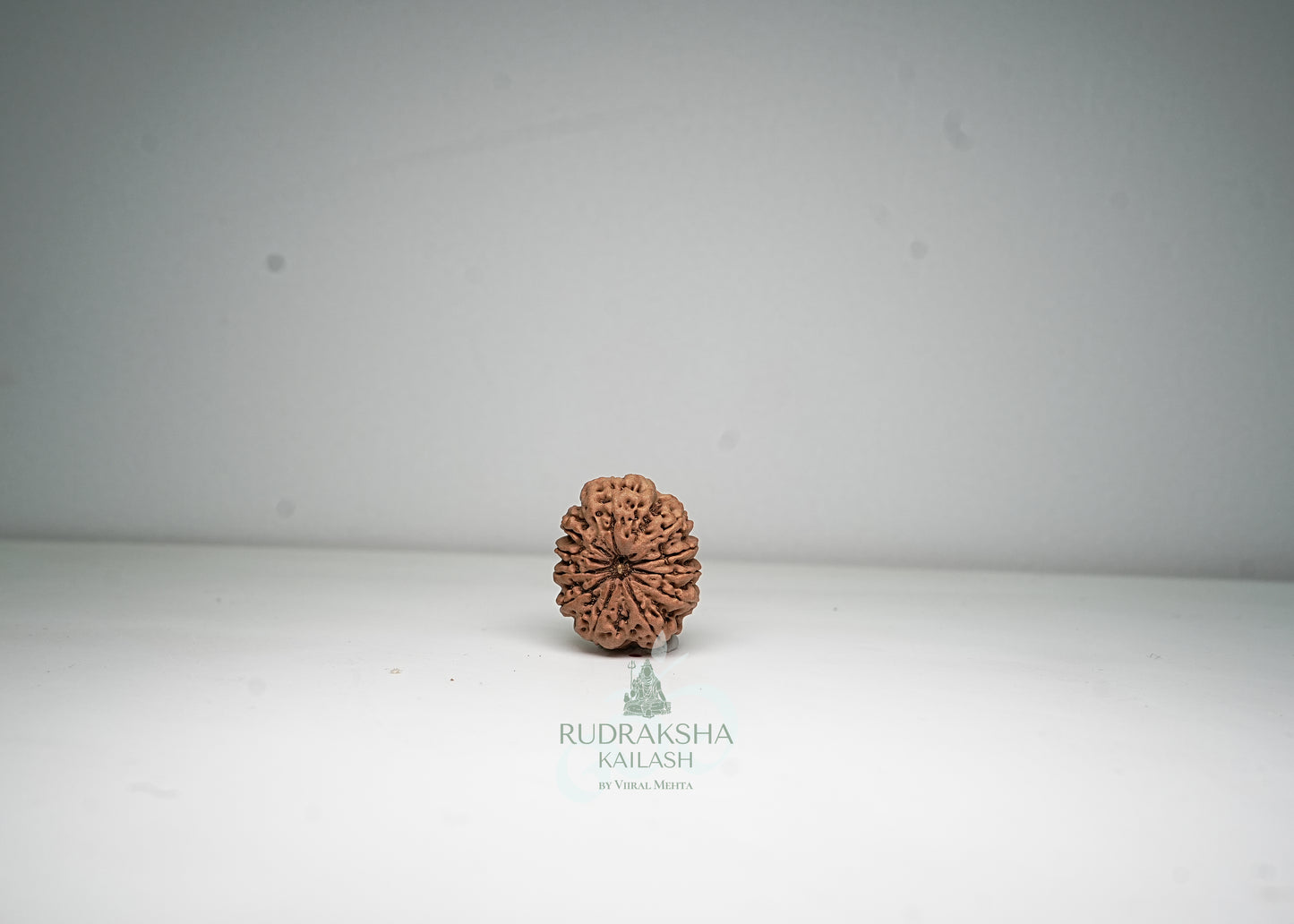 11 Mukhi Nepali Rudraksha - 1113