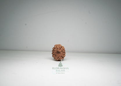 11 Mukhi Nepali Rudraksha - 1113