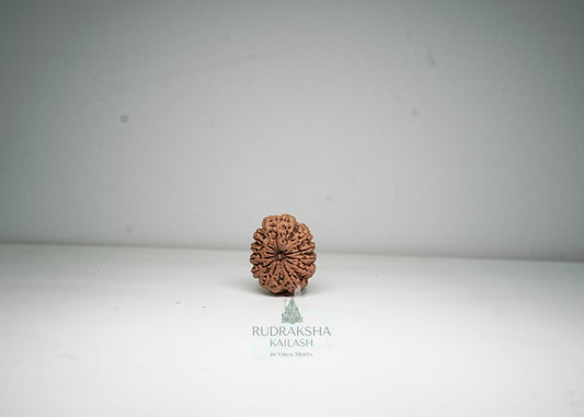 11 Mukhi Nepali Rudraksha - 1113