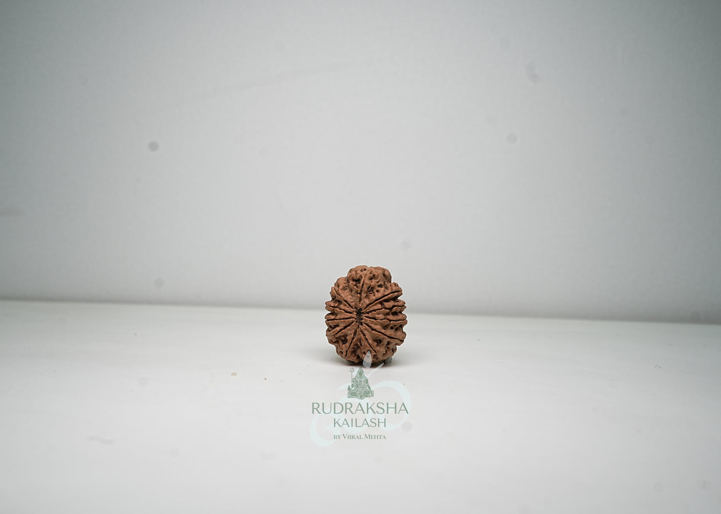 11 Mukhi Nepali Rudraksha - 1113