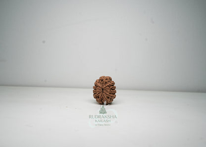 11 Mukhi Nepali Rudraksha - 1113