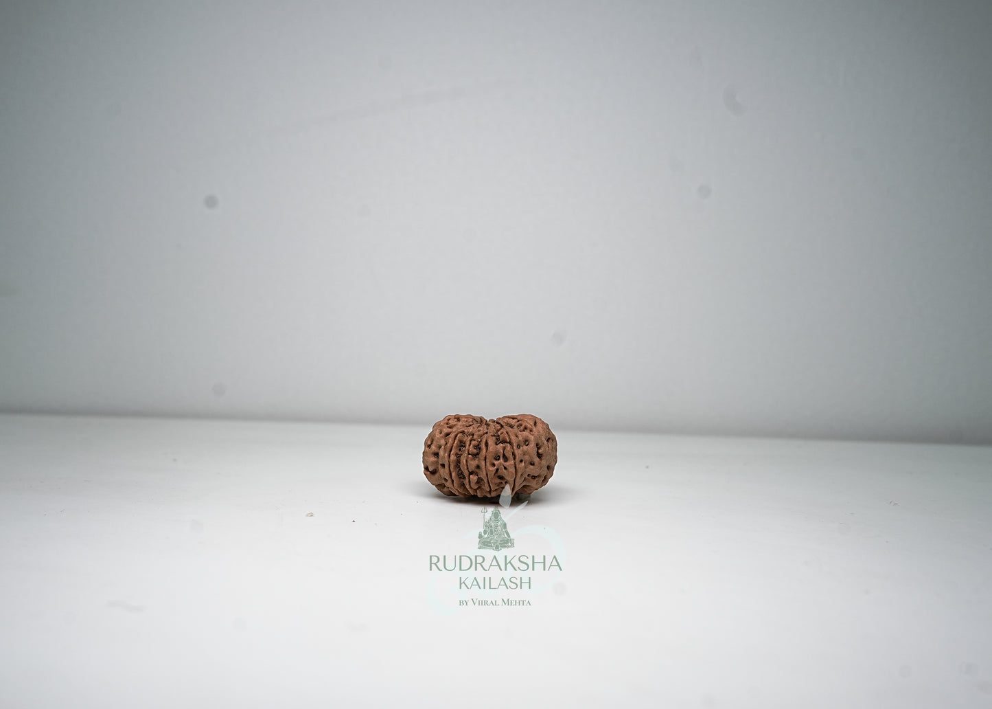 11 Mukhi Nepali Rudraksha - 1113