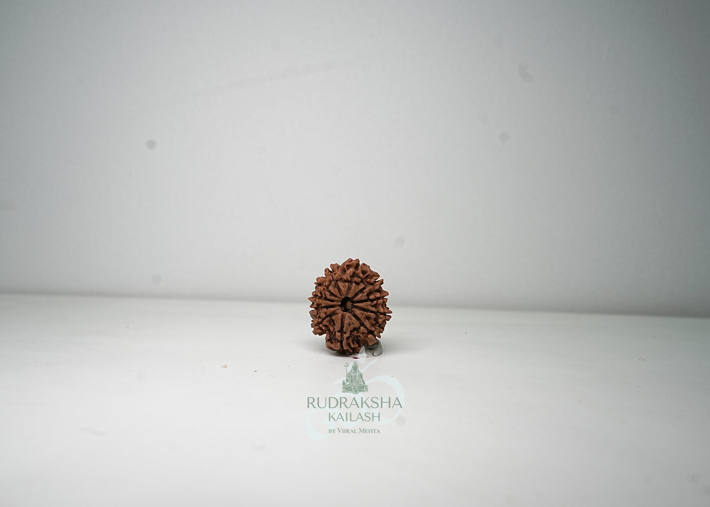 11 Mukhi Nepali Rudraksha - 1114