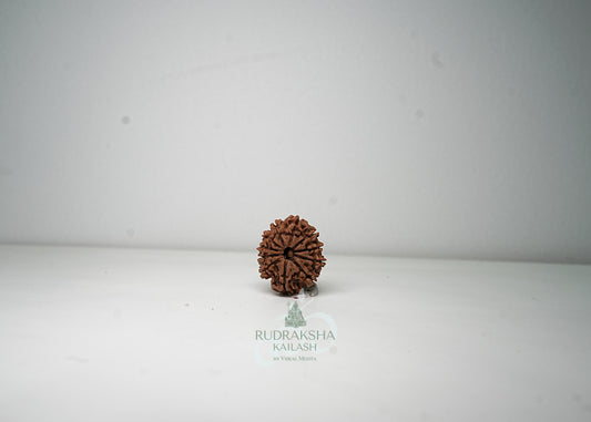 11 Mukhi Nepali Rudraksha - 1114