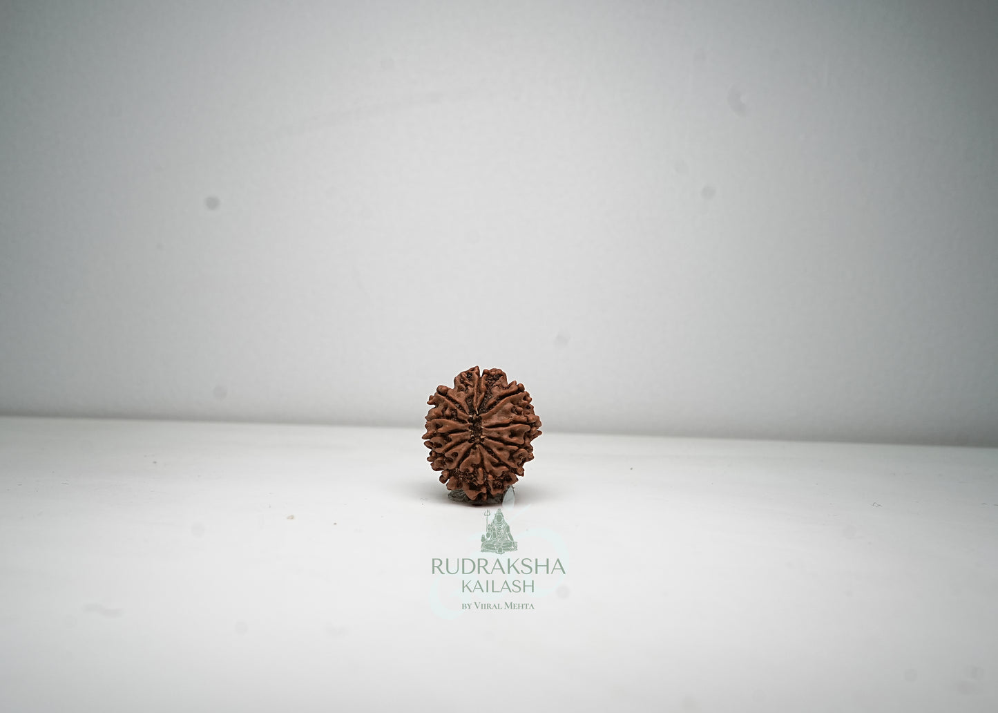 11 Mukhi Nepali Rudraksha - 1114