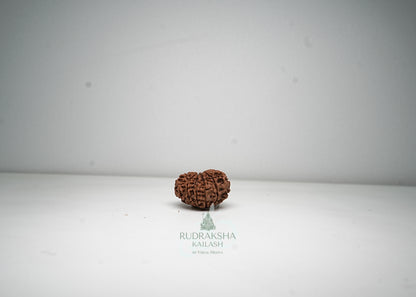 11 Mukhi Nepali Rudraksha - 1114