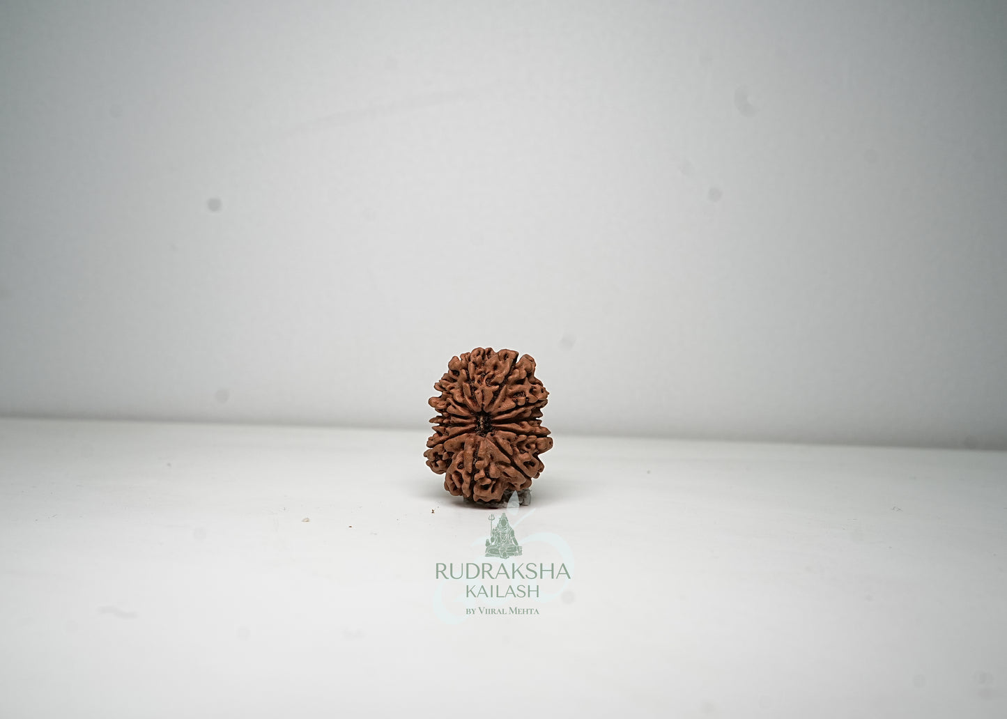 11 Mukhi Nepali Rudraksha - 1115