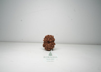 11 Mukhi Nepali Rudraksha - 1115