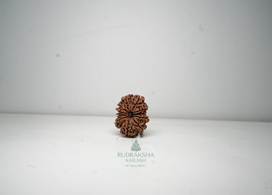11 Mukhi Nepali Rudraksha - 1115